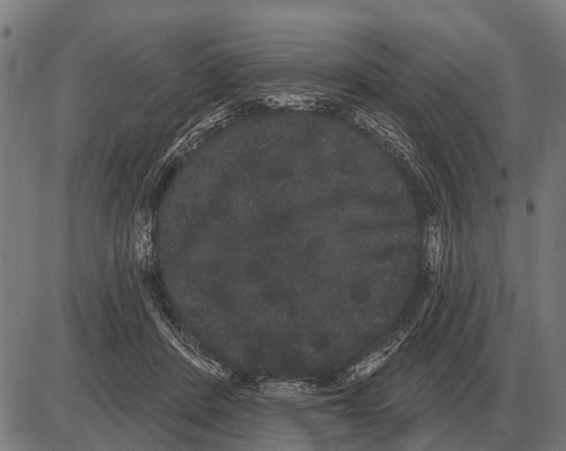 X0000085040408200703261317