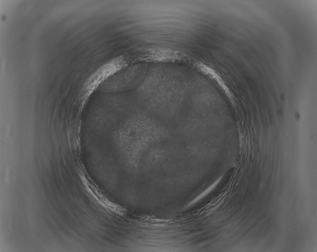 X0000085040443200703261316
