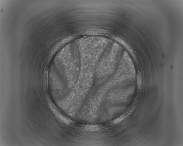 X0000085040445200703261316