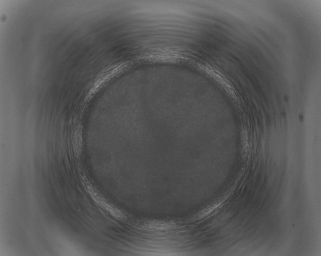 X0000085040494200703261316