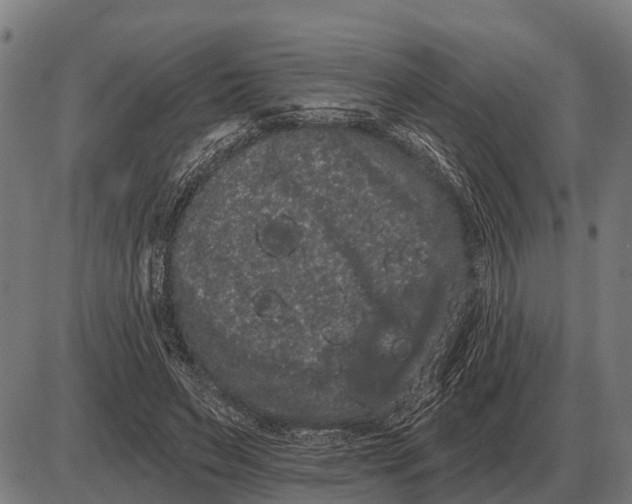 X0000085040495200703261316