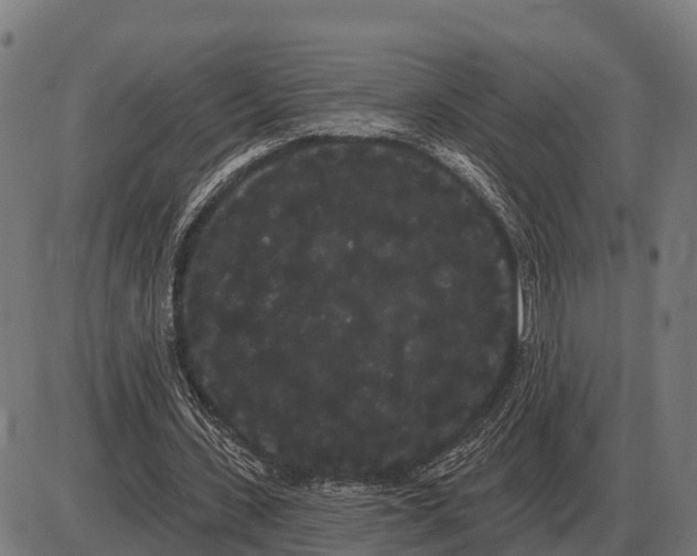 X0000085040531200703261314
