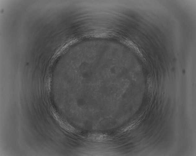 X0000085040542200703261314