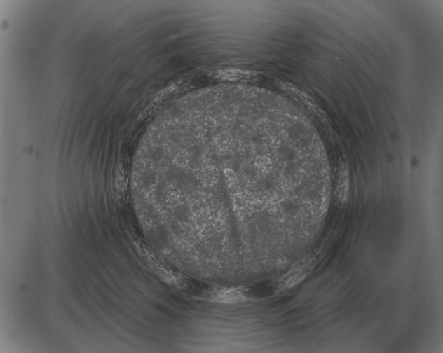 X0000085040569200703261315