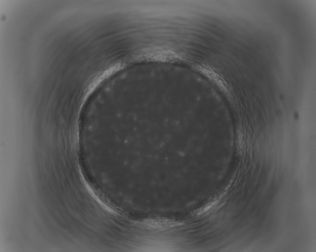 X0000085040630200703261313