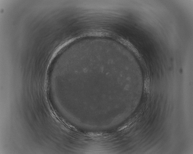 X0000085040724200703261311