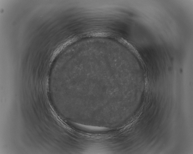 X0000085040725200703261311