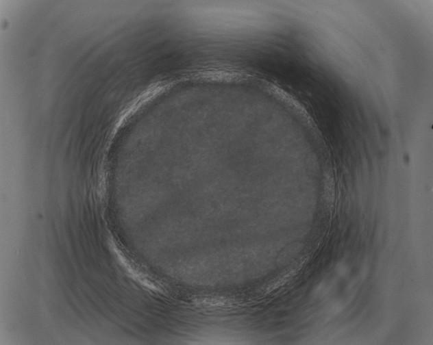 X0000085040730200703261311