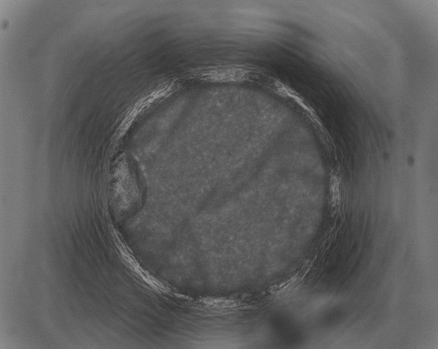 X0000085040733200703261311