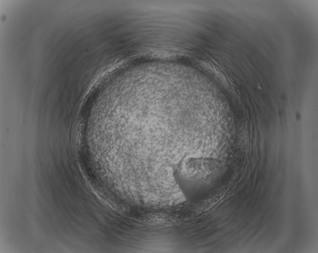 X0000085040736200703261311