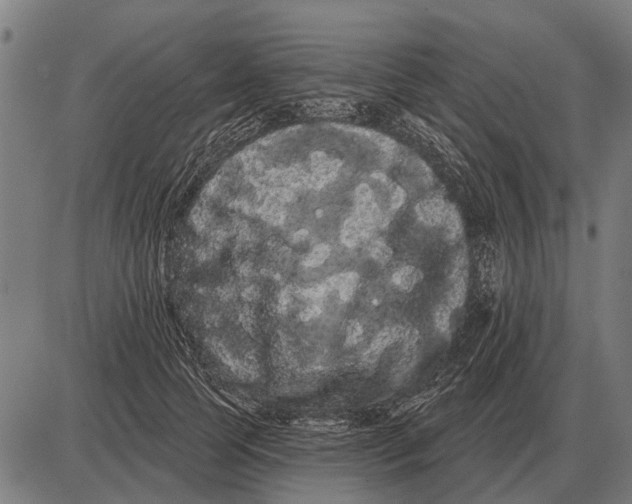 X0000085040745200703261311