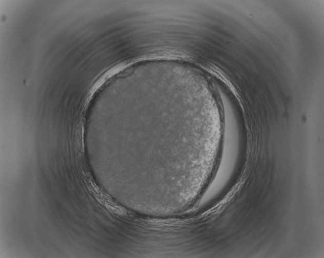 X0000085040781200703261311