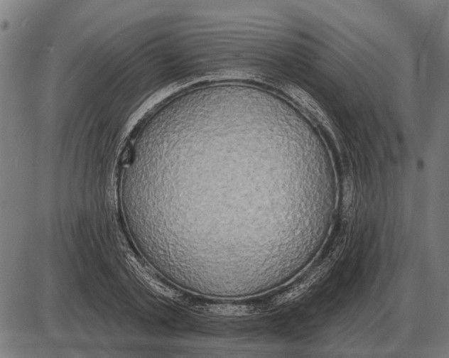 X0000085040789200703261311