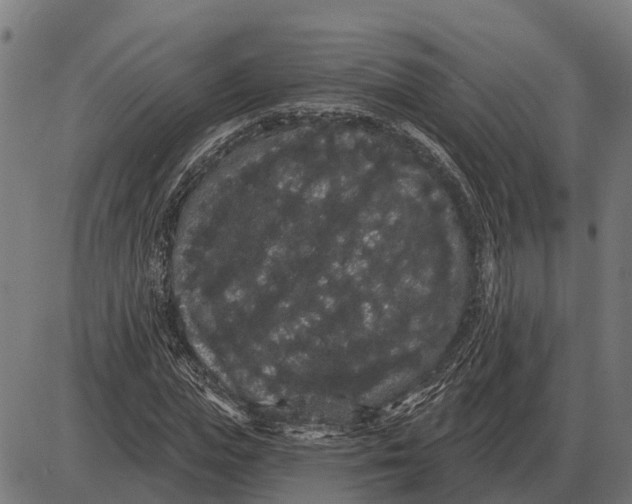 X0000085040823200703261309