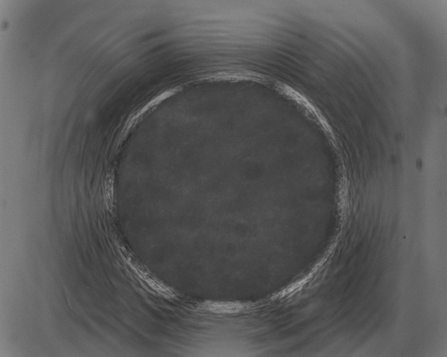 X0000085040825200703261309