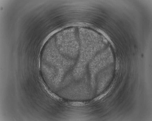 X0000085040837200703261310