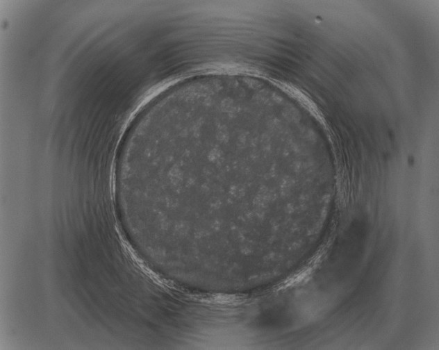 X0000085040839200703261310