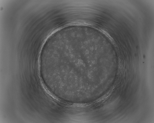 X0000085040840200703261310