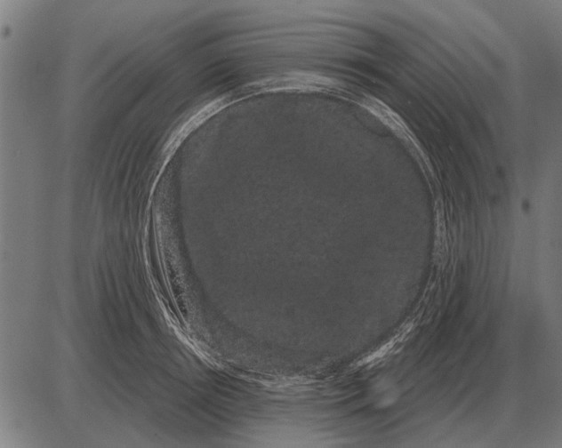 X0000085040850200703261310