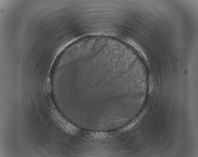 X0000085040876200703261309