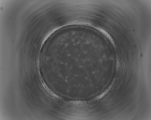 X0000085040896200703261309