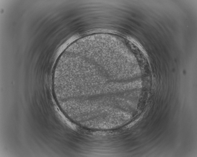 X0000085040898200703261309