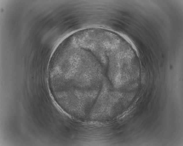 X0000085040903200703261309