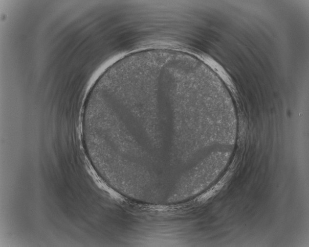 X0000085040904200703261309