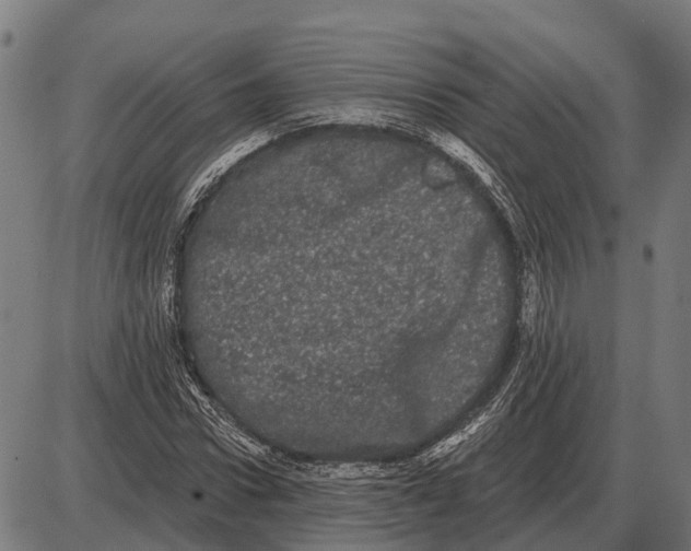 X0000085040922200703261308