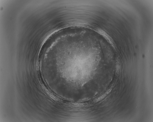 X0000085040924200703261308