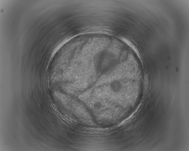 X0000085040925200703261308