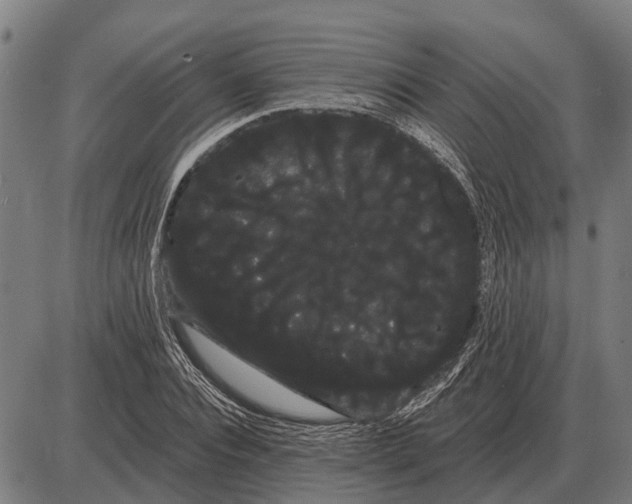 X0000085040928200703261308