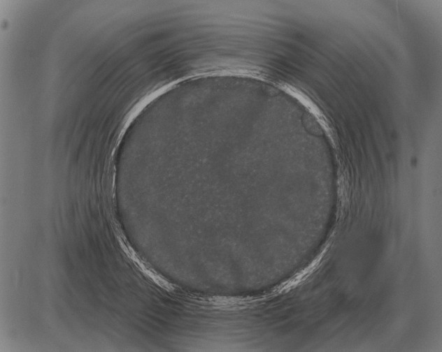 X0000085040933200703261308