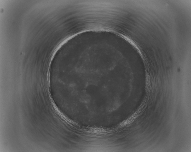 X0000085040935200703261308