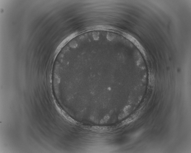 X0000085040954200703261308