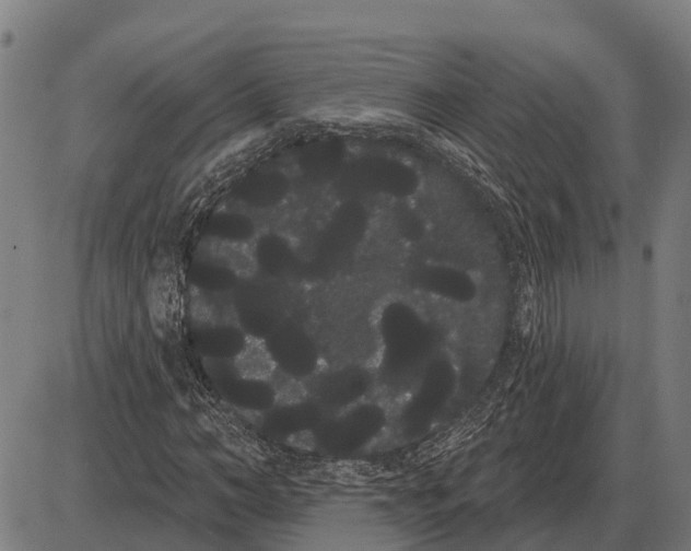 X0000085040966200703261308