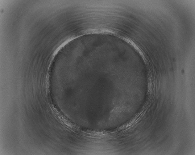 X0000085040975200703261307