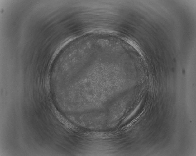 X0000085040976200703261307