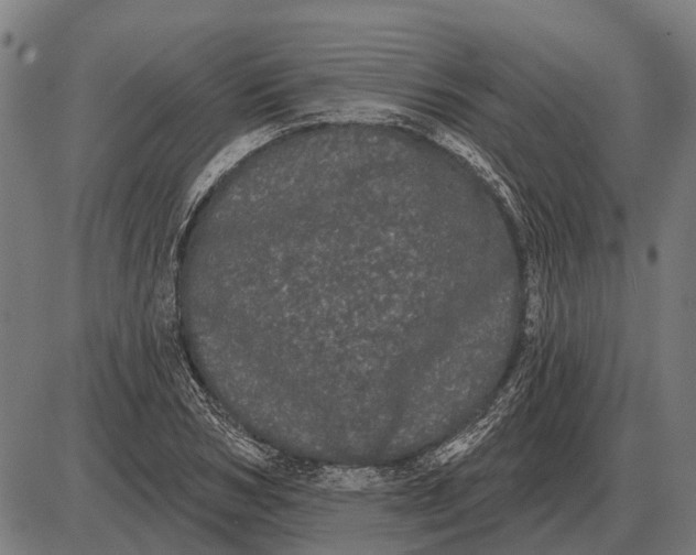 X0000085040978200703261307