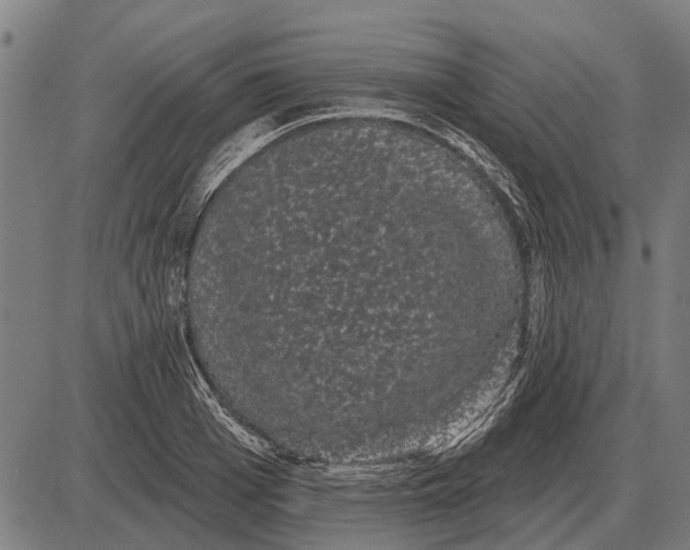 X0000085040985200703261307