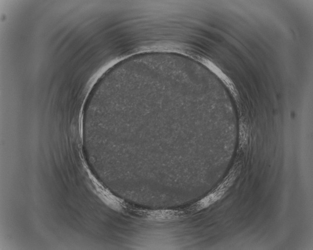 X0000085040988200703261307