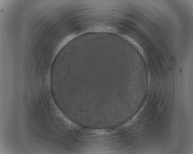 X0000085040990200703261307