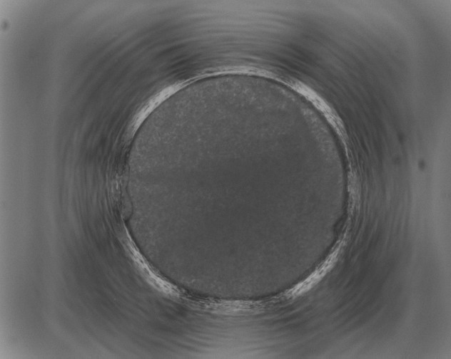 X0000085040993200703261307