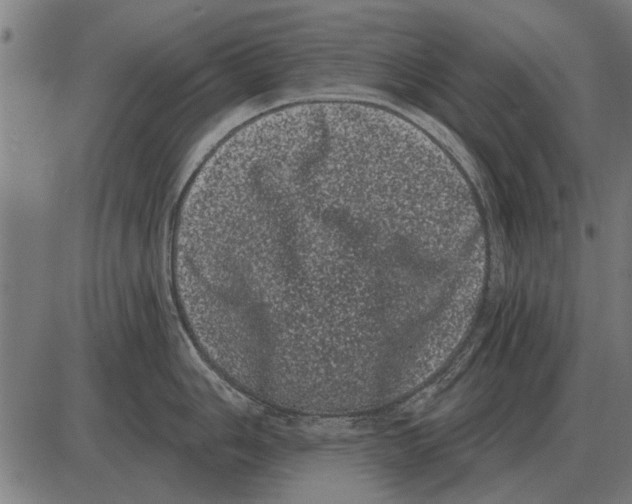 X0000085041006200703261307