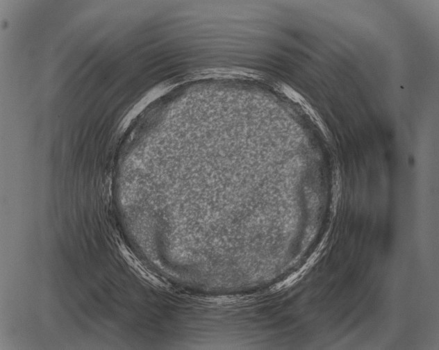 X0000085041017200703261306