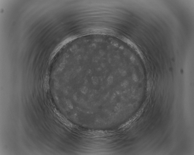 X0000085041019200703261306