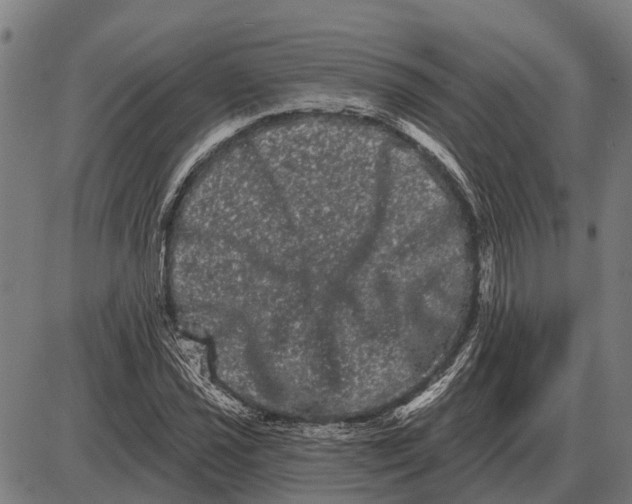 X0000085041021200703261306