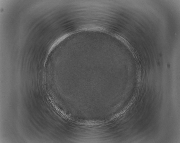 X0000085041022200703261306