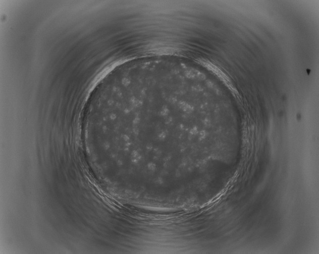 X0000085041023200703261306