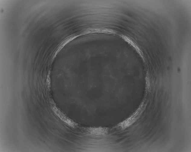 X0000085041025200703261306